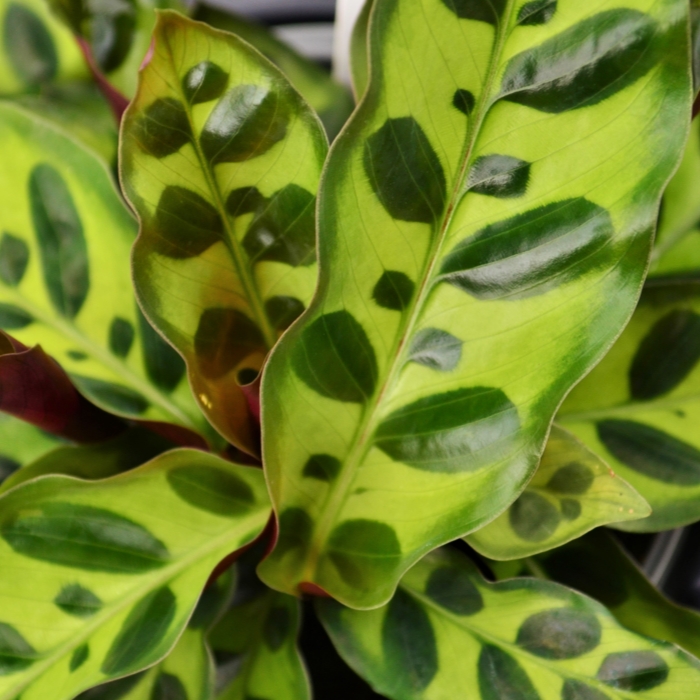 Foliage