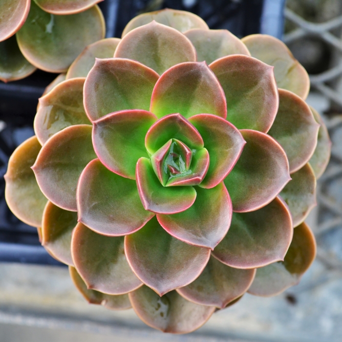 Succulents 